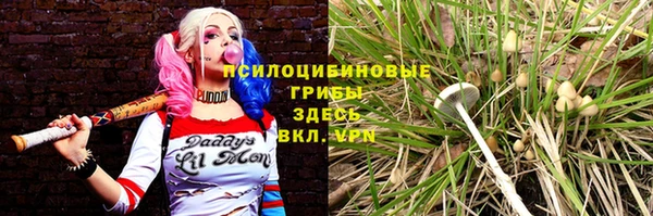 сатива Бородино